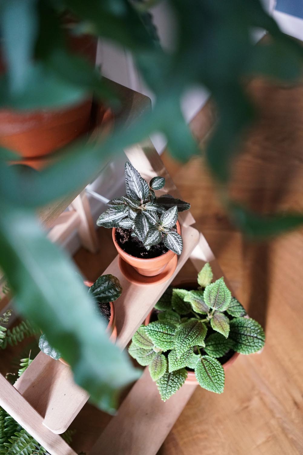 Comment s'occuper des plantes d'intérieur en hiver