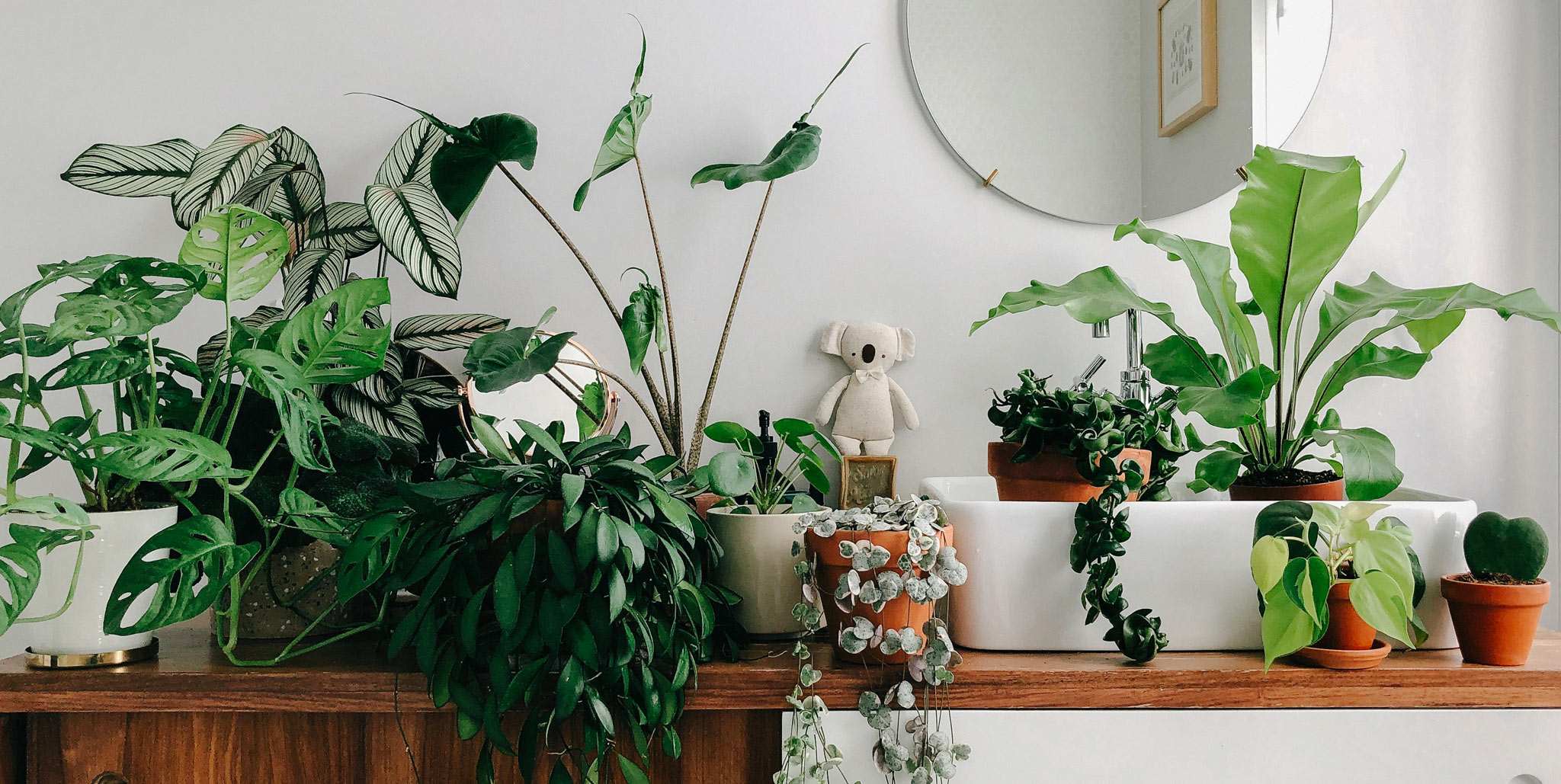 Joli arrosoir blanc pour arroser ma plante d'intérieur et décorer – La  Green Touch